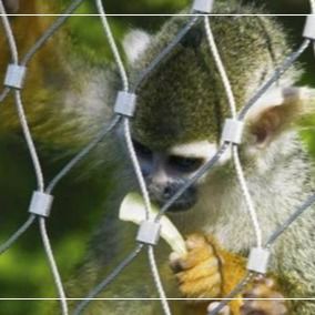 動物園の動物囲い用316ステンレス鋼ワイヤーロープメッシュ
