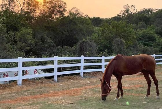 重荷3レール 馬 PVC農場フェンス プラスチックビニール 牧場パドック 馬フェンス