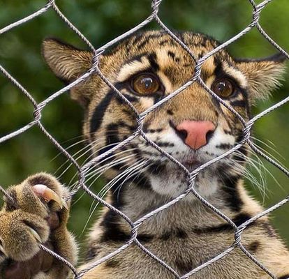 ダイヤモンド 柔軟性 ステンレス ワイヤー ロープ ケーブル メッシュ 動物園 メッシュ
