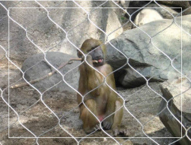 動物園および装飾用のステンレス鋼結びワイヤーロープメッシュ1mm-3mm