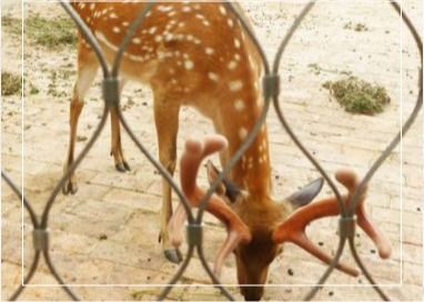 動物園空港フェンス用3mmステンレス鋼ロープメッシュ7x7織り