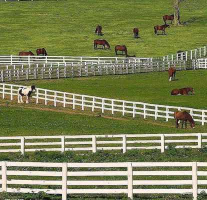 反上昇によって溶接される金網腐敗4柵馬の農場のための柱と横棒の垣根白いポリ塩化ビニールを囲う無しため