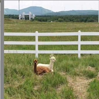 普及した3柵1.5m溶接されたワイヤー馬の塀ポリ塩化ビニールの農場のビニールの耐衝撃性