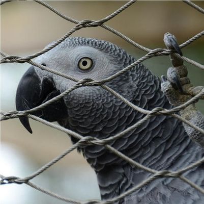 高強度 結び付き ステンレス鋼ロープ ワイヤ網 動物園の囲み