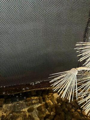 滝の壁の網のためのステンレス鋼の装飾的なコイル カーテン